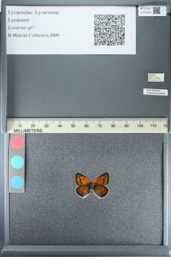 Media type: image;   Entomology 183484